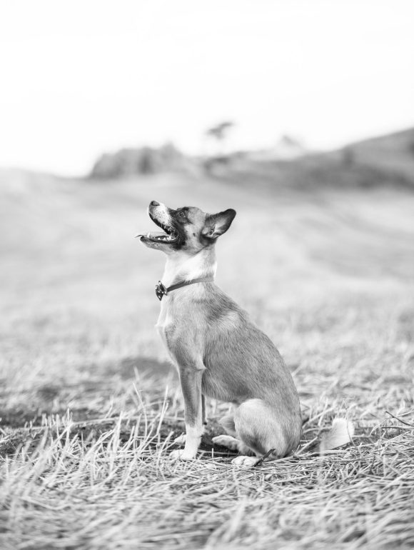 Chien photographie
